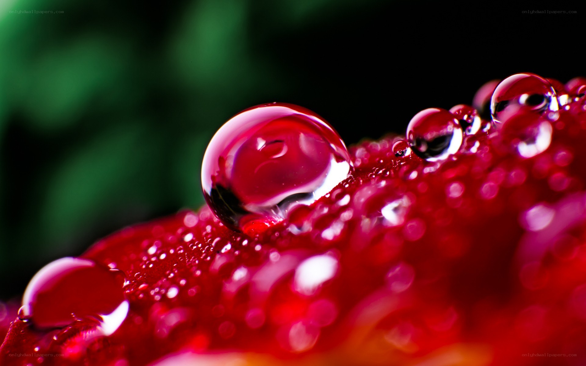 Water droplets on red flower