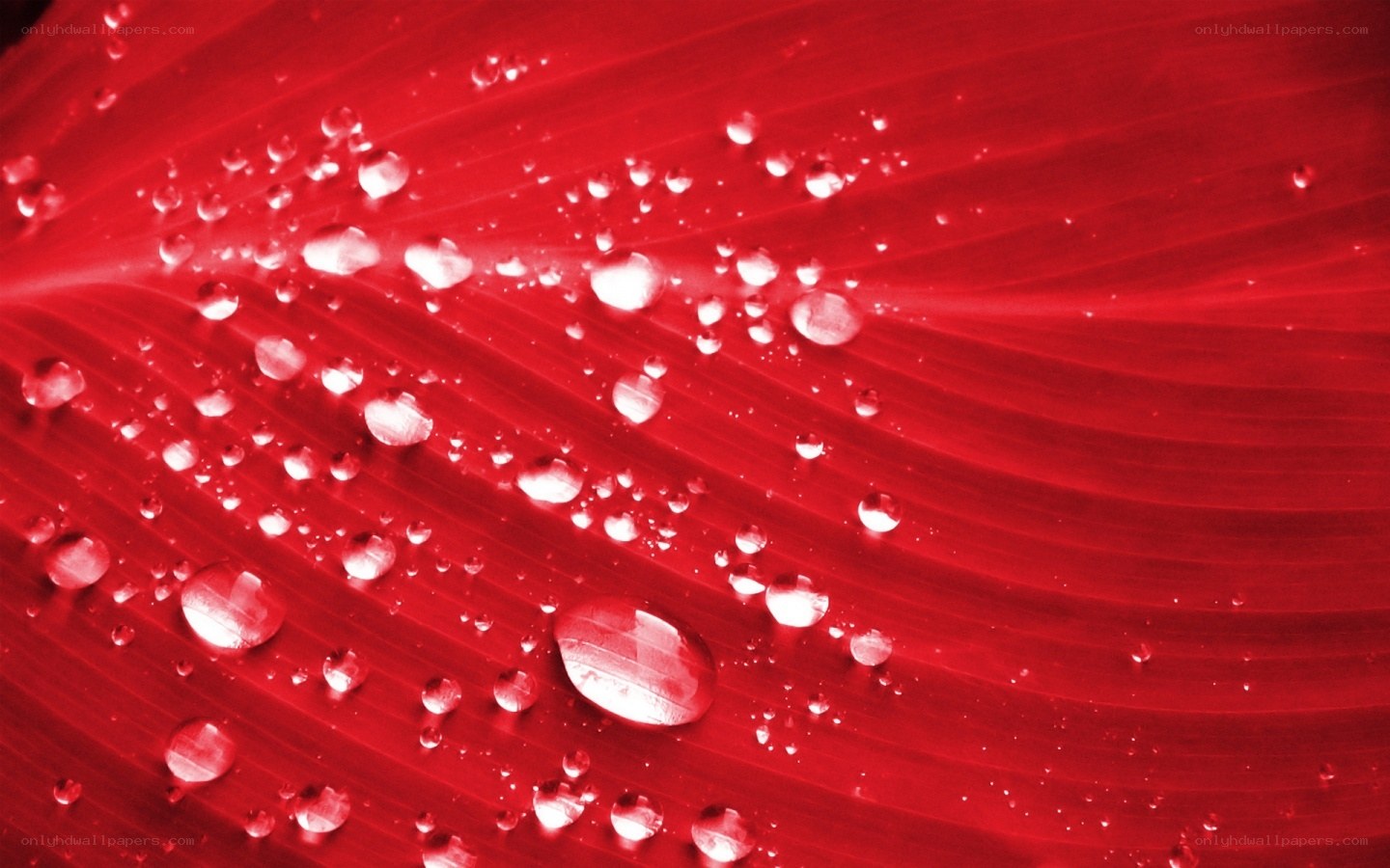 Water droplets on red leaf