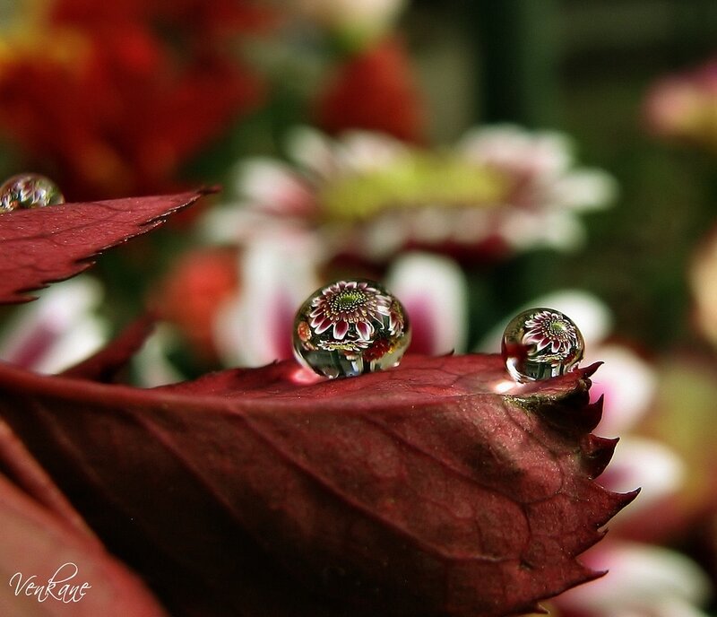 Water Droplets on Red Leaf — Serene