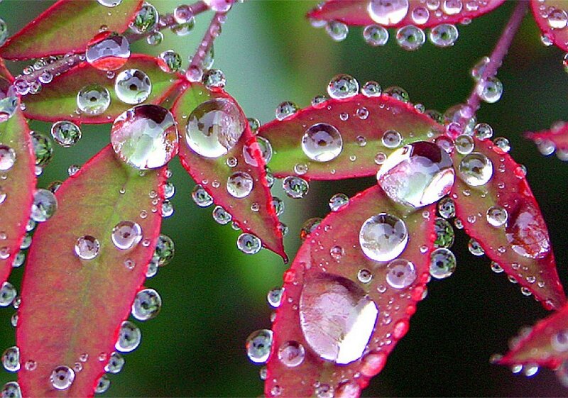 Water droplets on red leaves