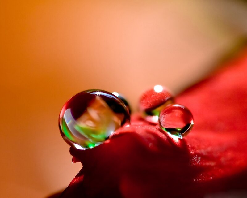 Water Droplets on Red Petal