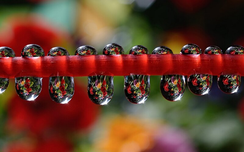 Water Droplets on Red Rod