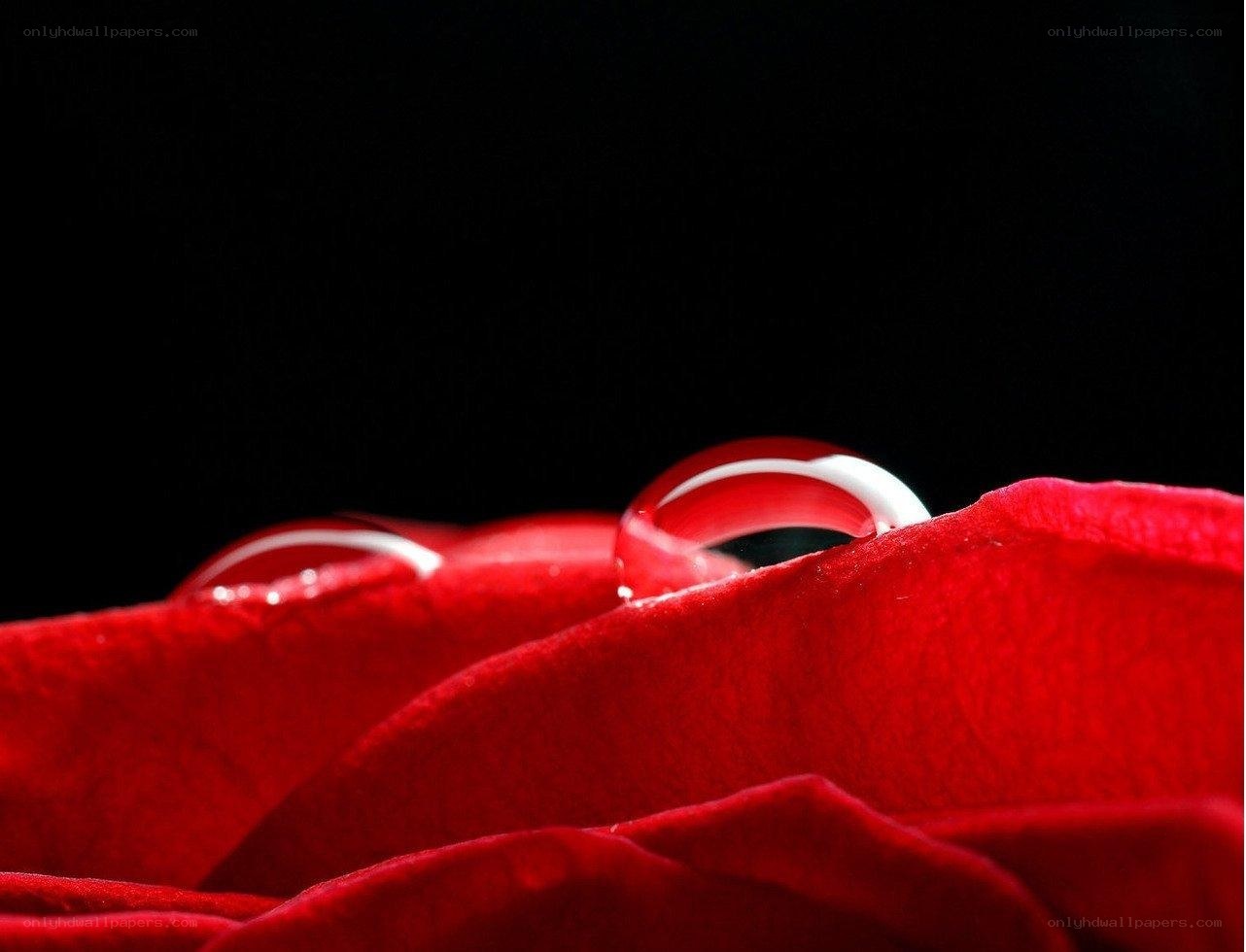 Water droplets on red rose