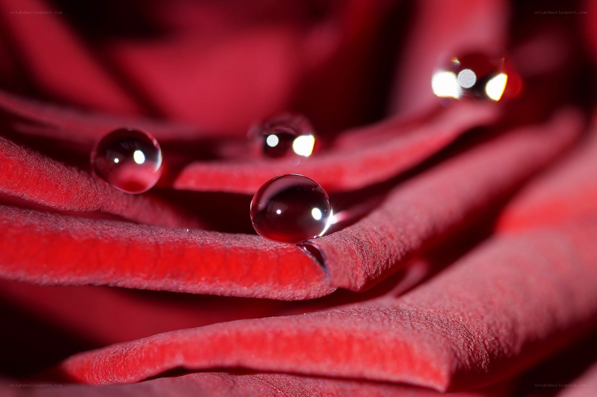Water droplets on red rose