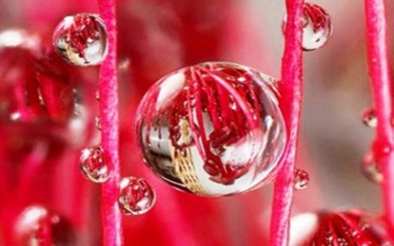 Water Droplets on Red Stems