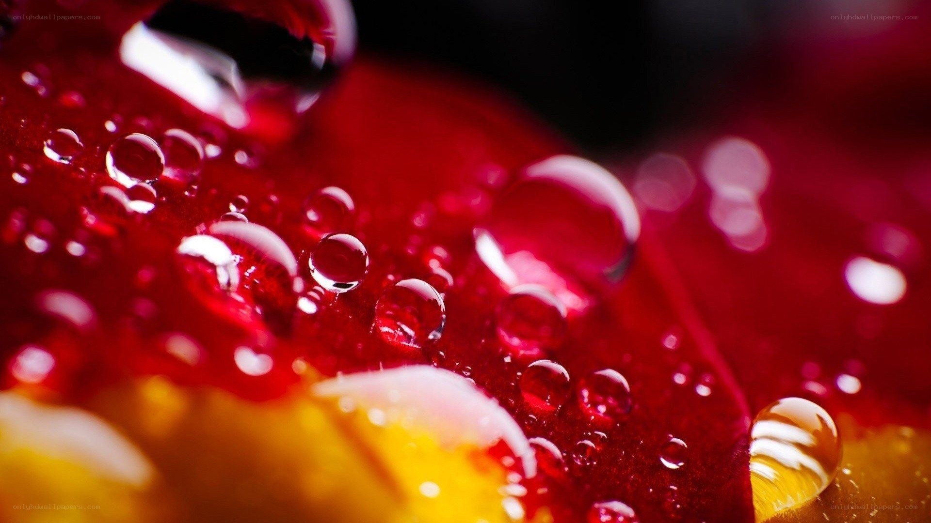 Water droplets on red surface