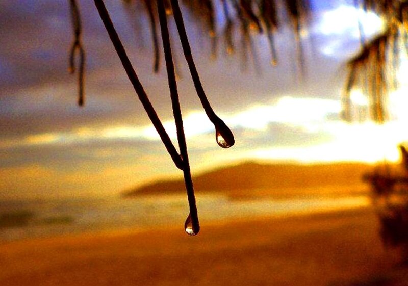 Water Droplets on Reeds