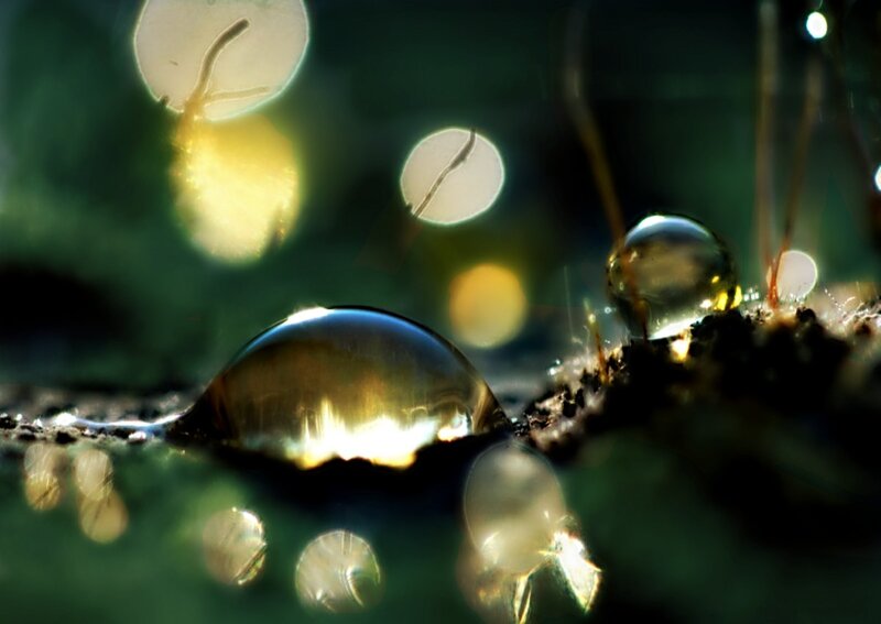 Water Droplets on Soil