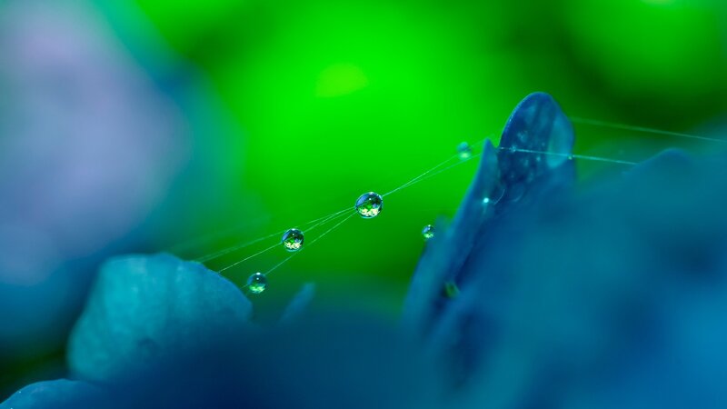 Water Droplets on Spiderweb — Green, Serene, Morning