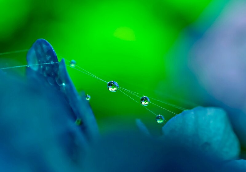 Water Droplets on Spiderweb — Green, Serene