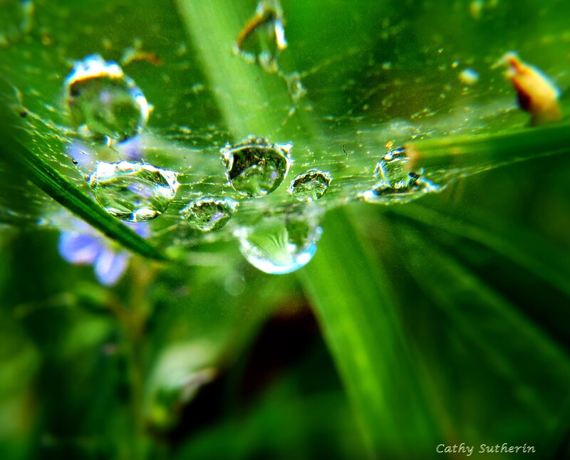 Water Droplets on Spiderweb — Green