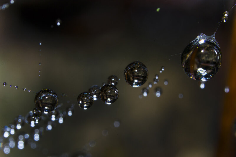 Water Droplets on Spiderweb