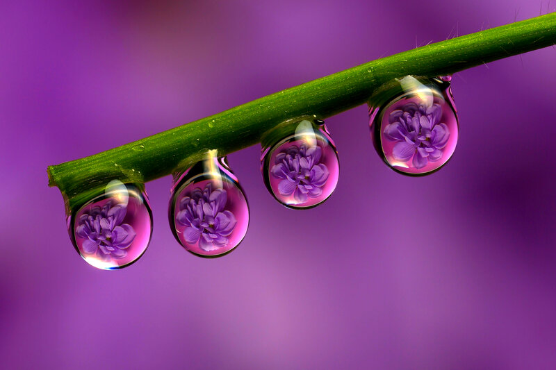 Water Droplets on Stem — Purple, Serene, Photograph