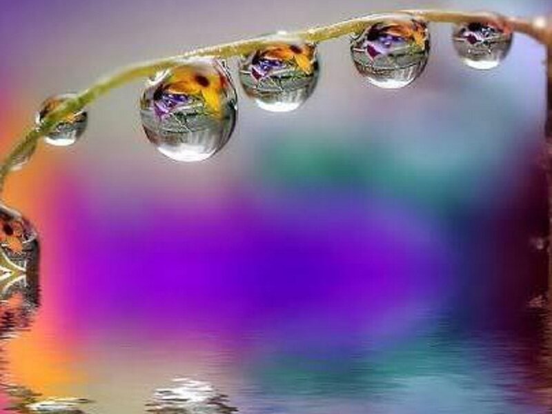 Water Droplets on Stem — Purple, Serene