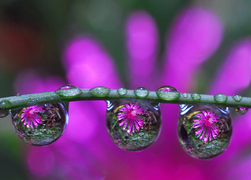 Water Droplets on Stem