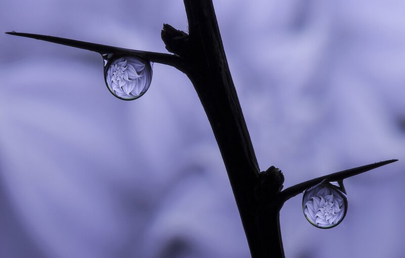 Water Droplets on Thorn