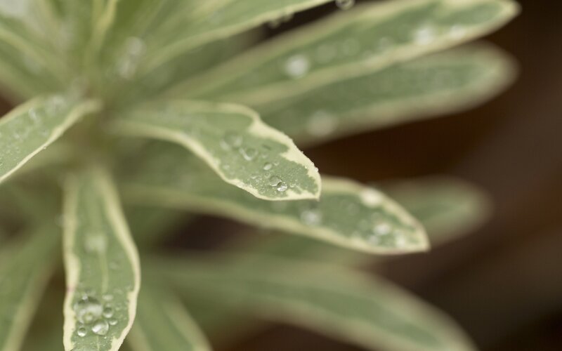 Water droplets on variegated leaves