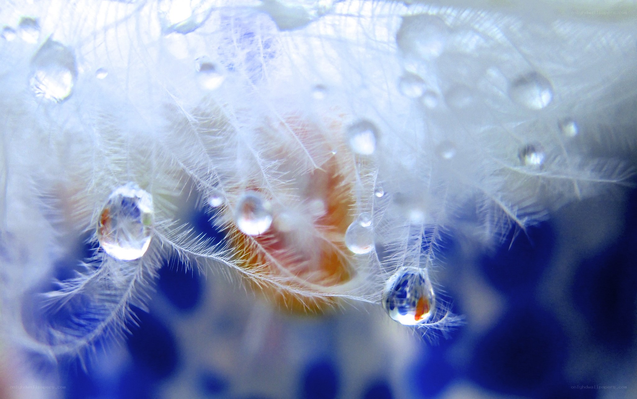 Water droplets on white feathers