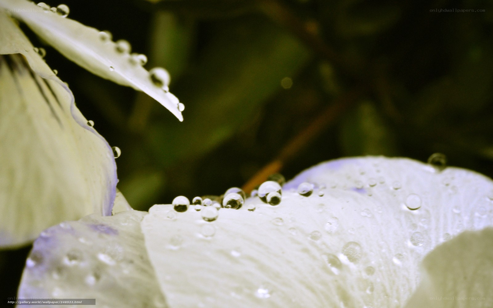 Water droplets on white petals