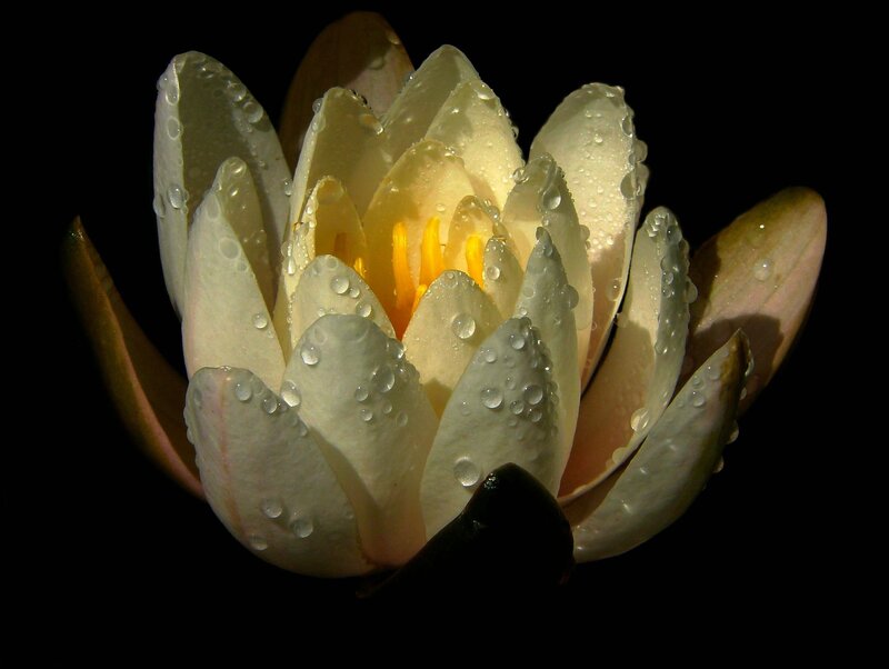 Water droplets on white water lily