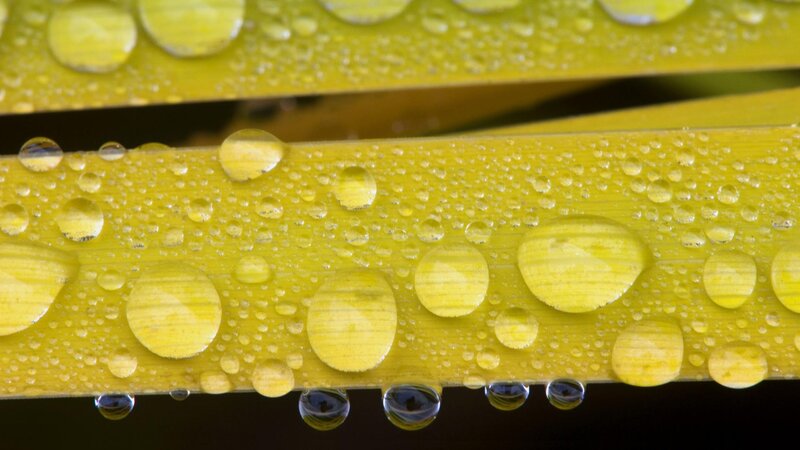 Water droplets on yellow leaves