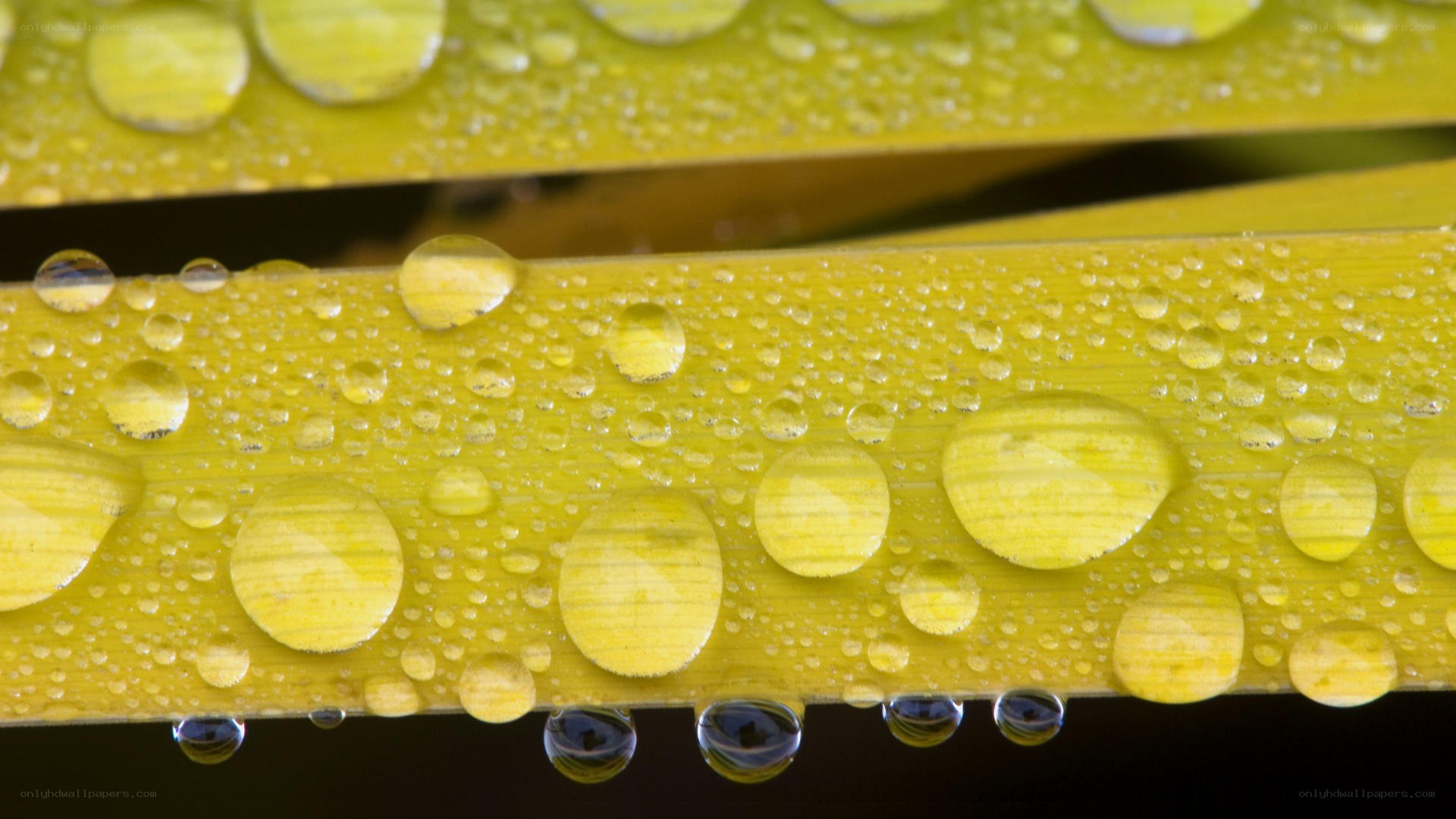 Water droplets on yellow leaves