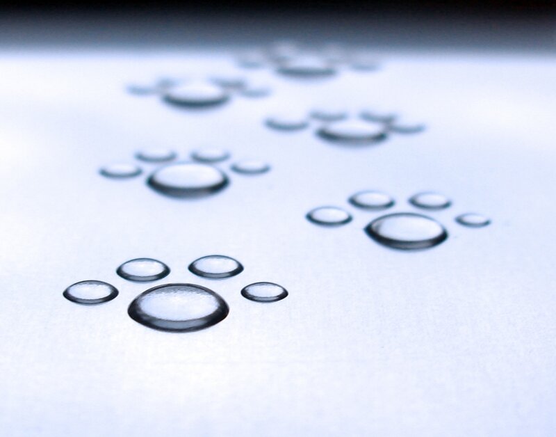 Water droplets shaped like paw prints