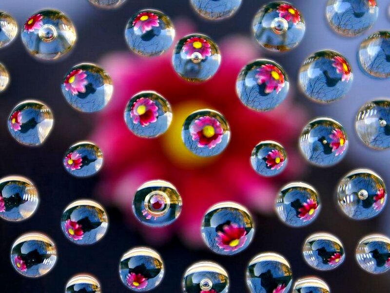 Water droplets with flower reflections