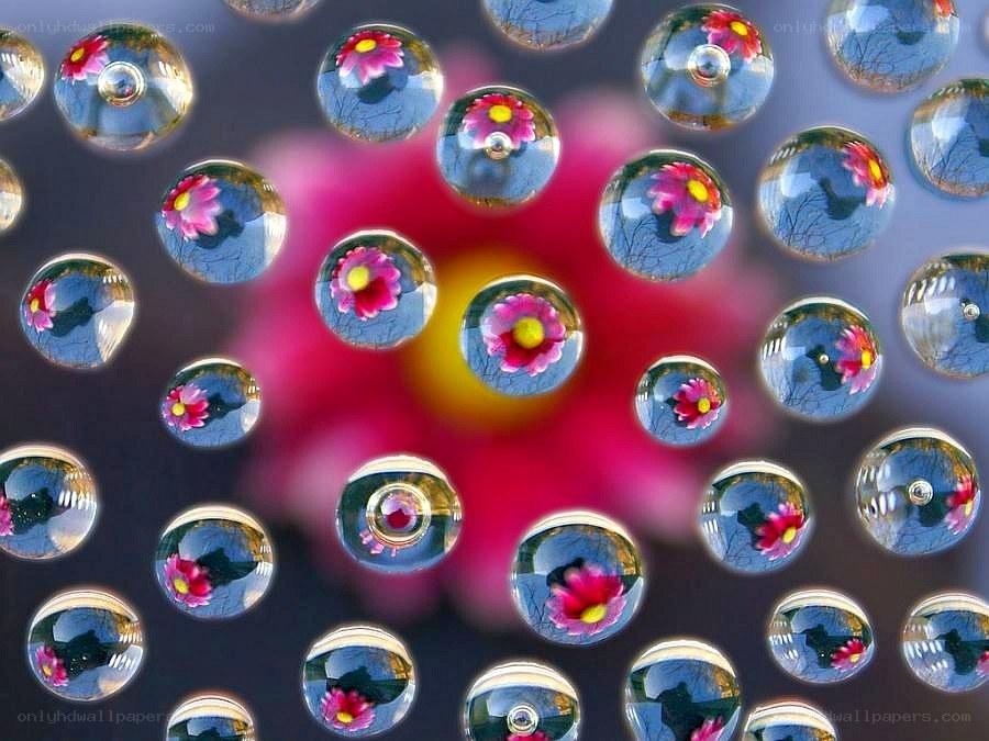 Water droplets with flower reflections