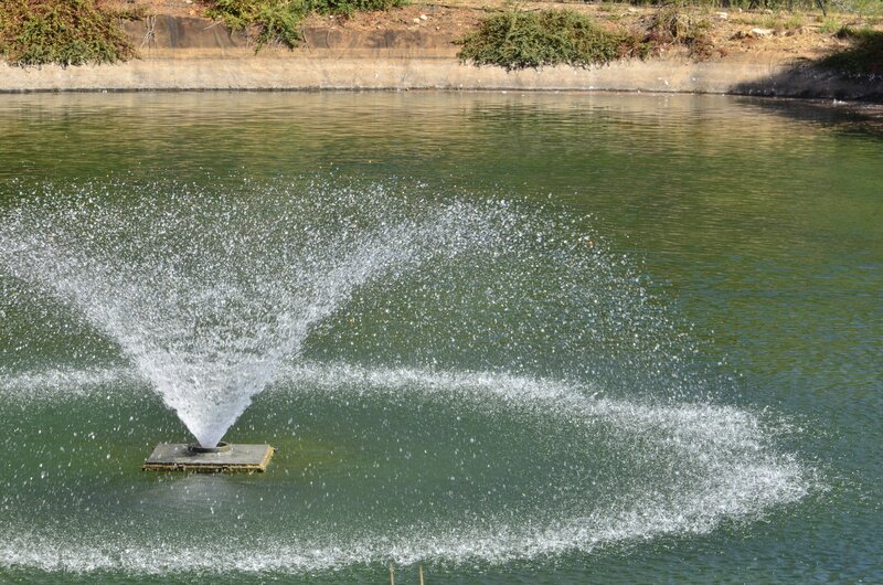 Water fountain in a pond