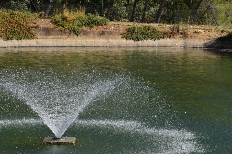 Water fountain in a pond