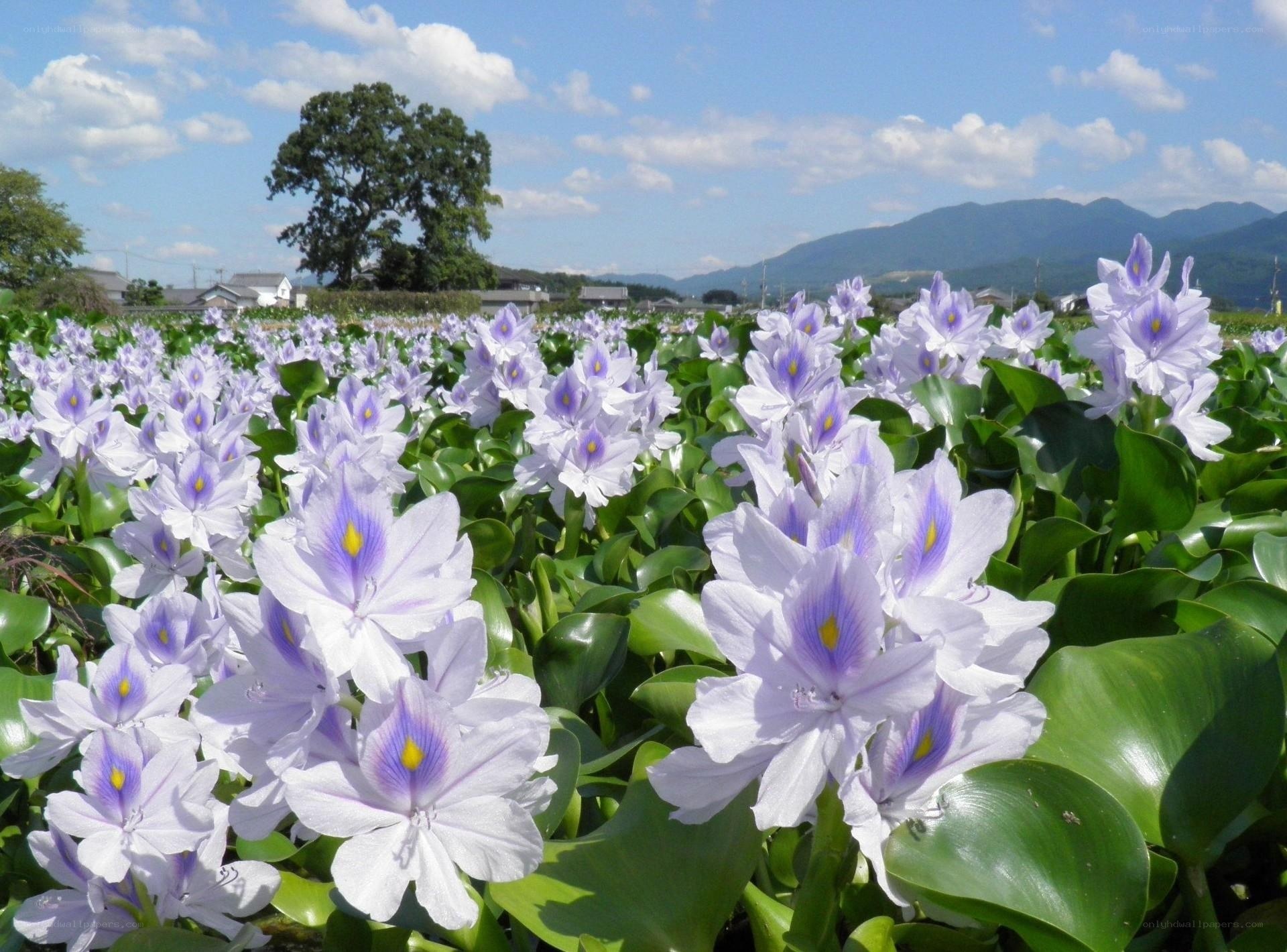 Water hyacinth field in Japan