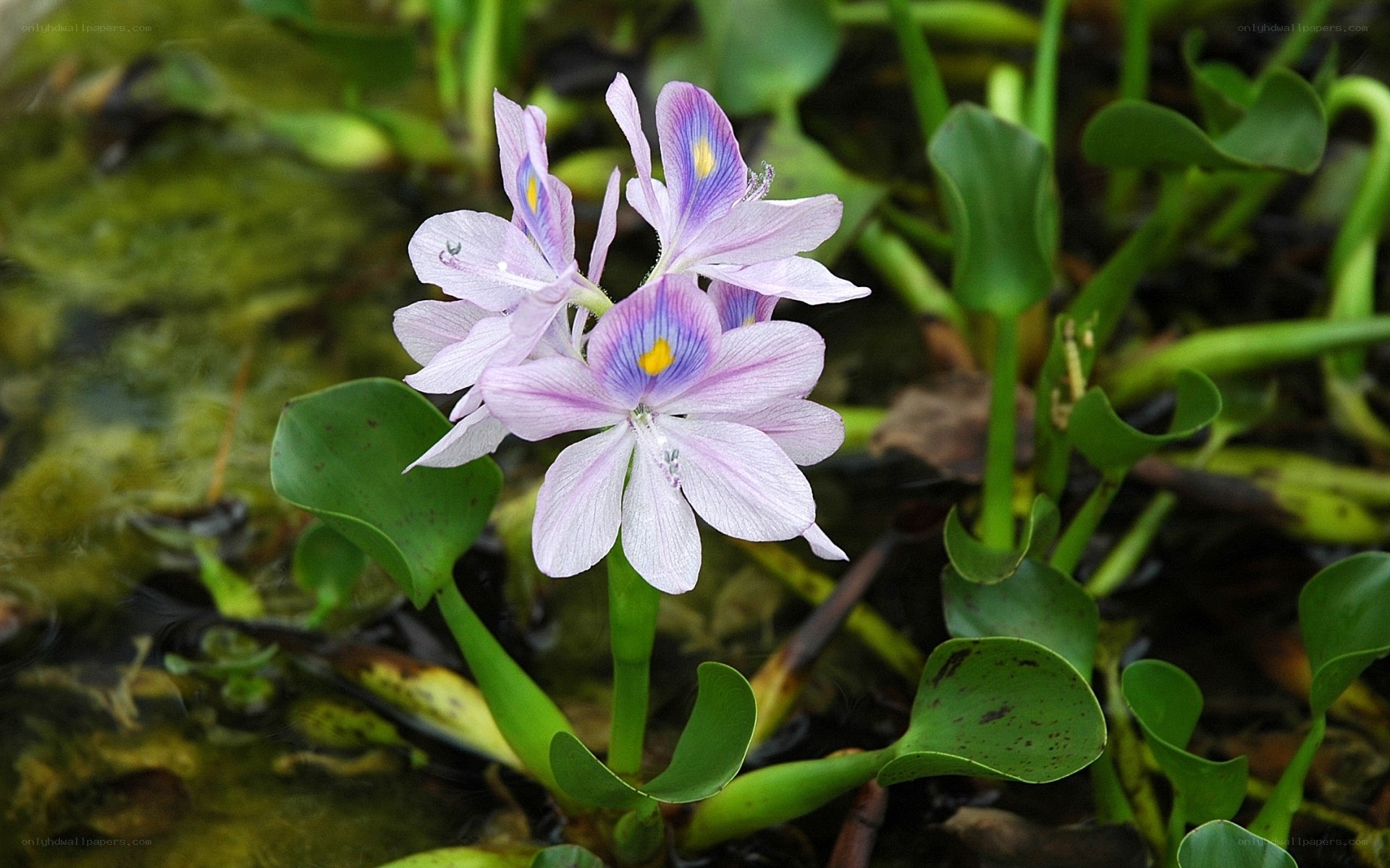 Water hyacinth flower