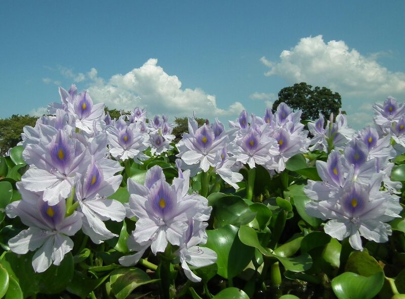 Water hyacinth flowers in bloom