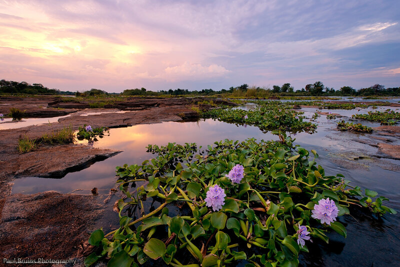 Water Hyacinths at Sunset