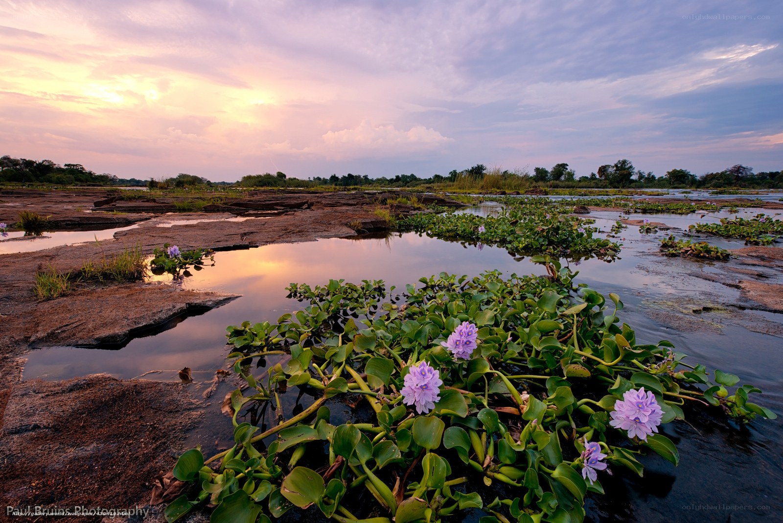 Water Hyacinths at Sunset