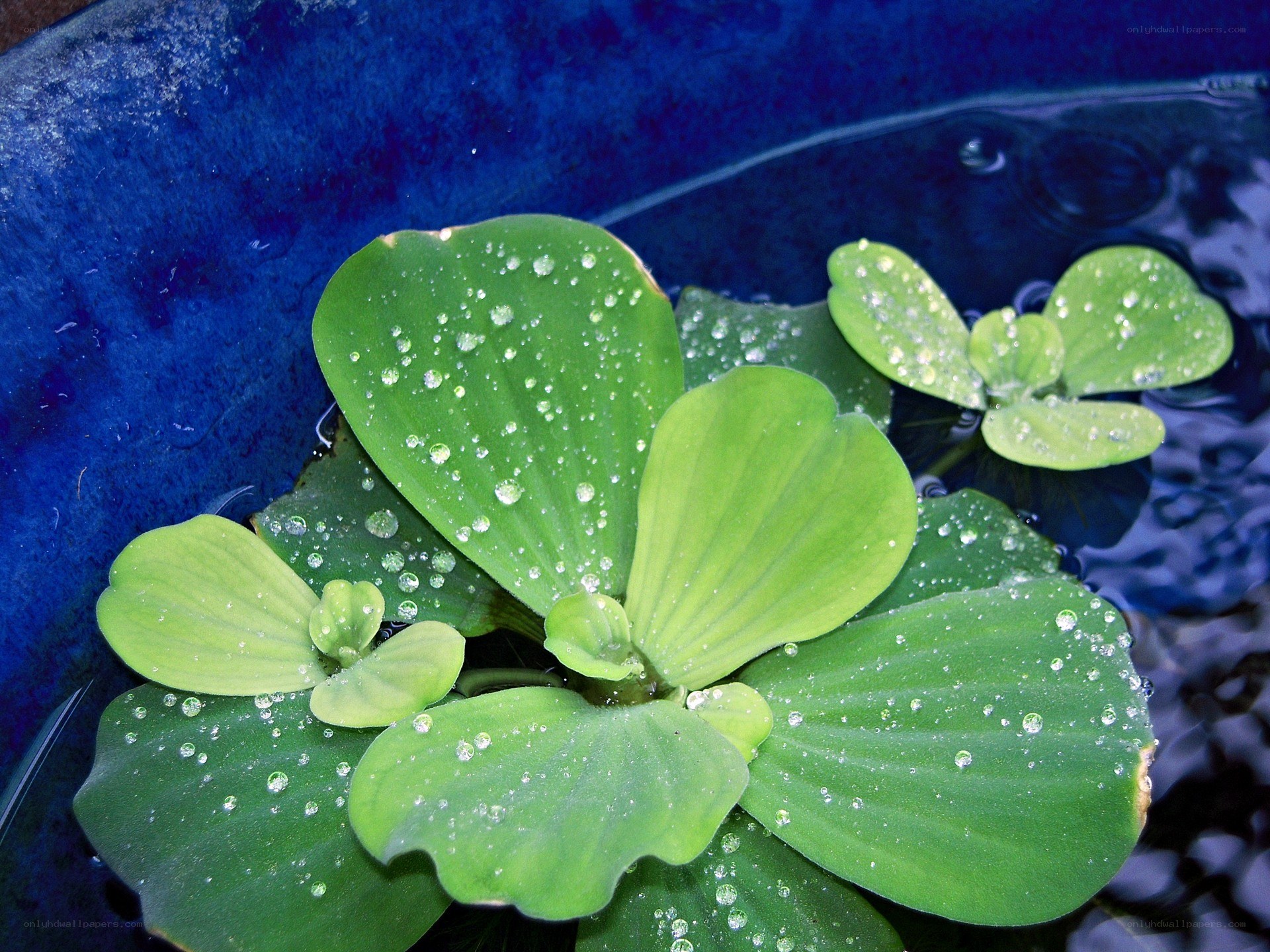 Water lettuce with dew drops