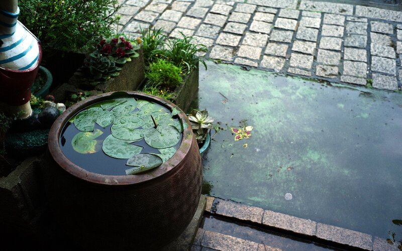 Water lilies in a garden basin