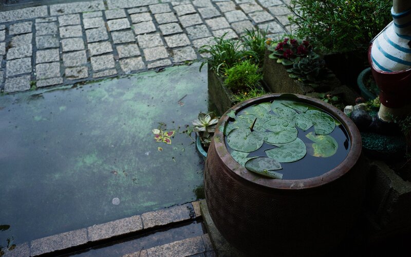 Water lilies in a garden basin