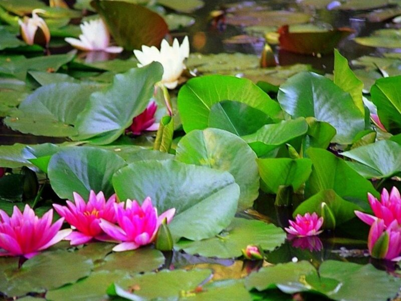 Water lilies in a pond