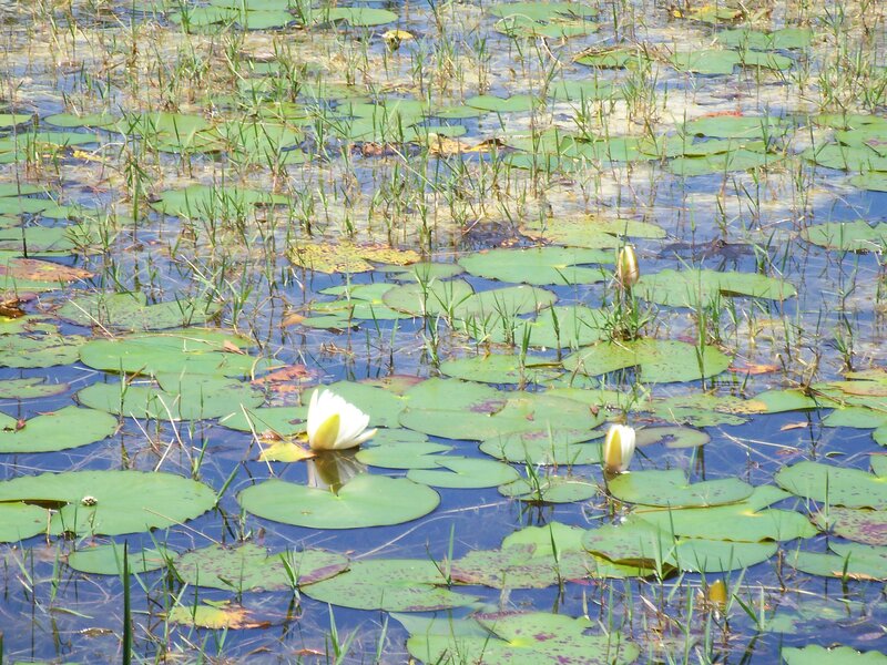 Water lilies in a pond