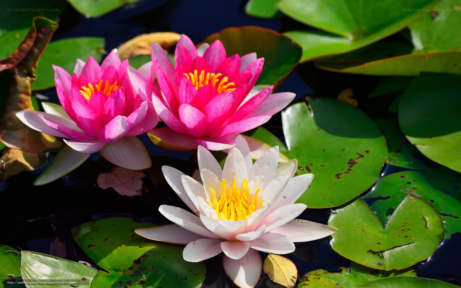 Water lilies in a pond