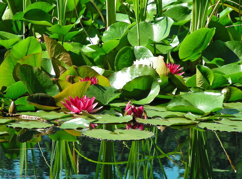 Water lilies in a pond