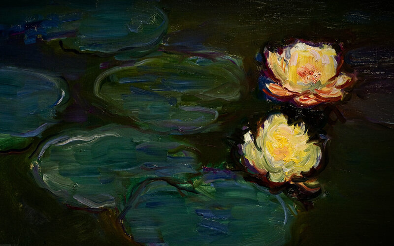 Water lilies in a pond