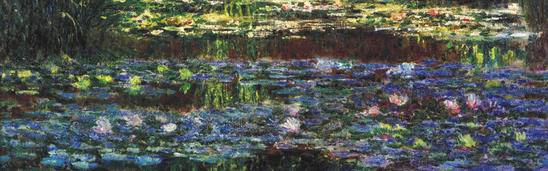 Water lilies in a pond