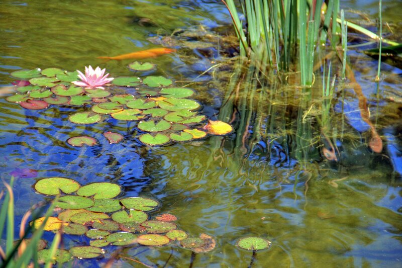 Water lilies in a pond