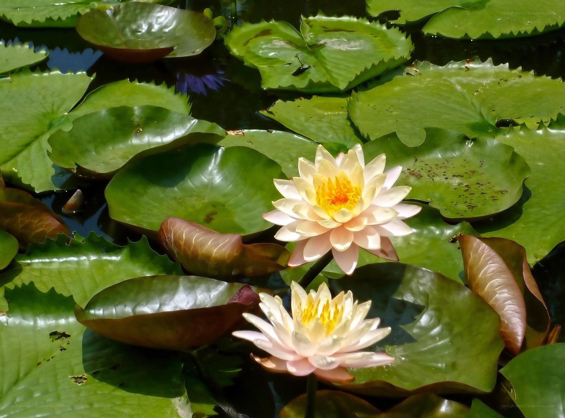 Water lilies in a pond