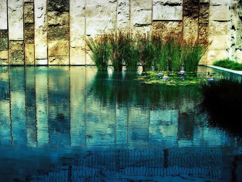 Water lilies in a stone pond