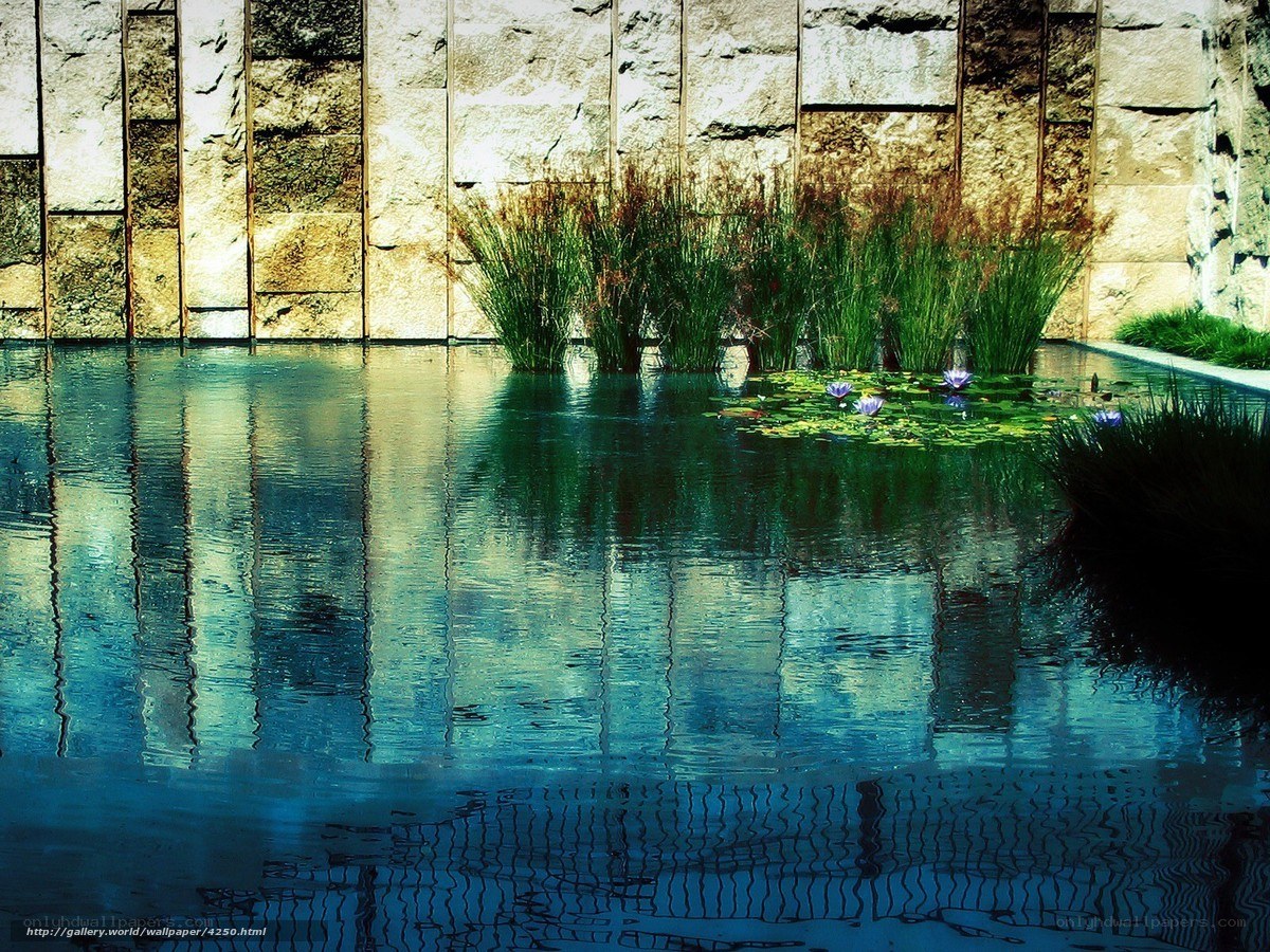 Water lilies in a stone pond