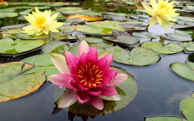 Water lilies on a pond